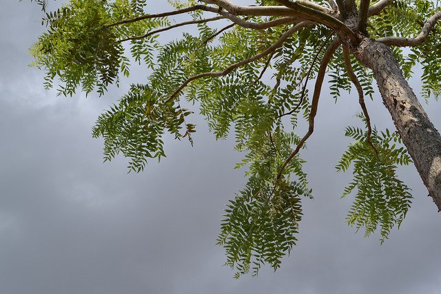 BOSWELLIA