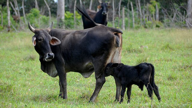 leche-de-vaca