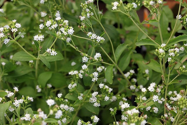 Stevia